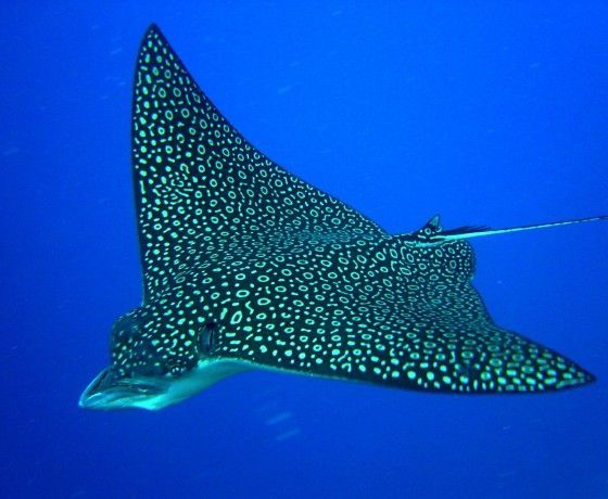 Eagle Ray